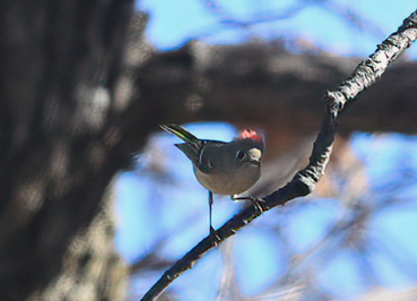 ルビーキクイタダキ - ML645871286