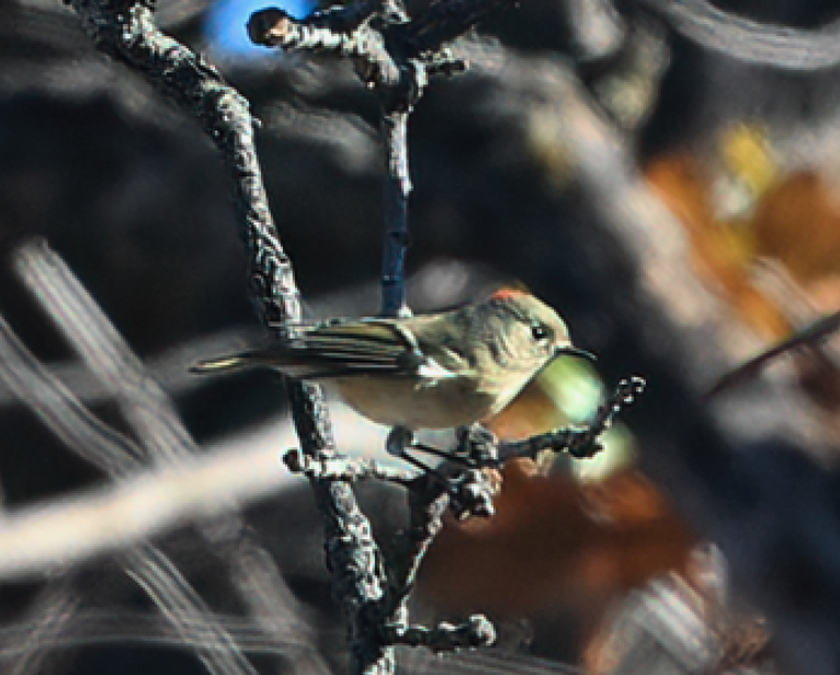 Ruby-crowned Kinglet - ML645871287