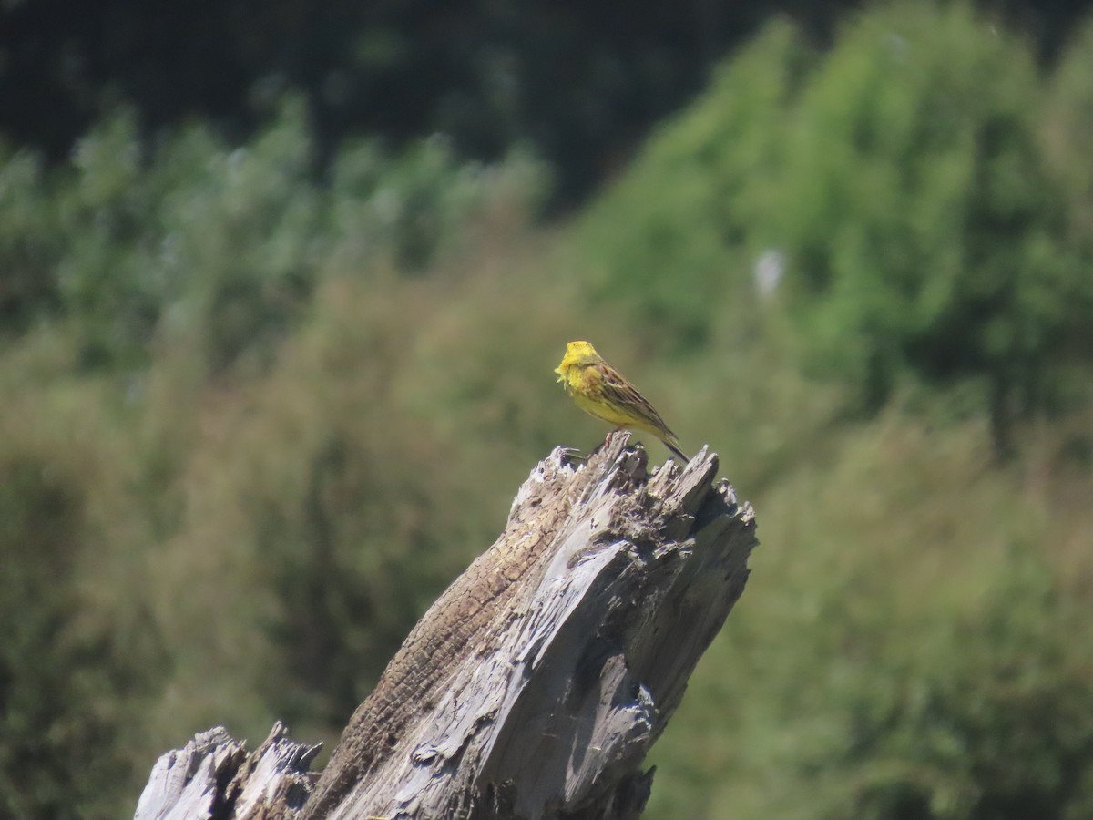 Yellowhammer - ML645871289