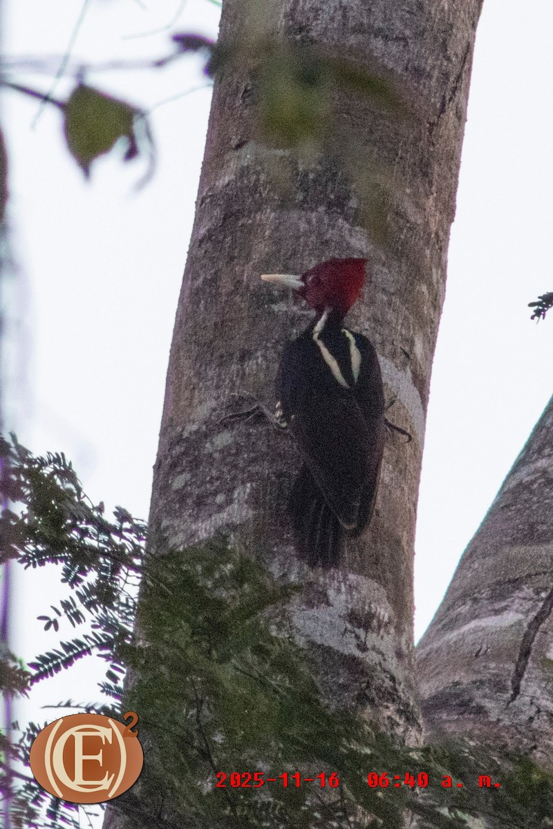 Pale-billed Woodpecker - ML645871294