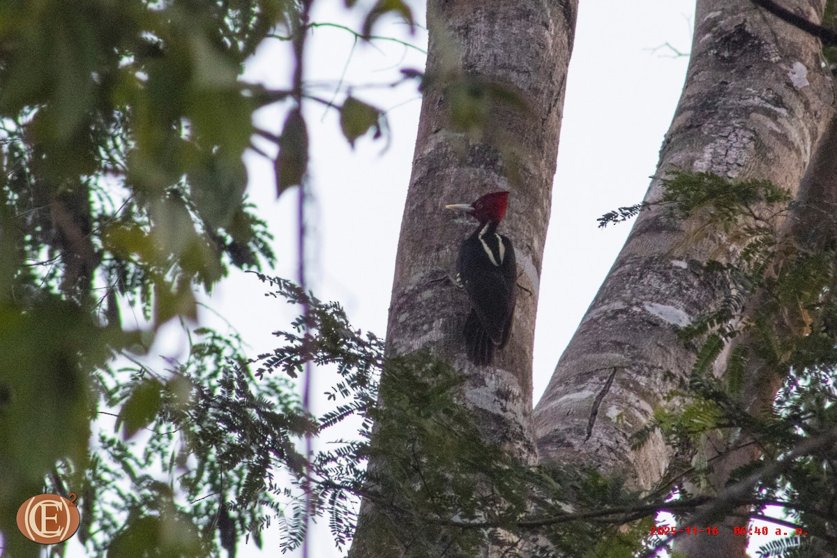 Pale-billed Woodpecker - ML645871296