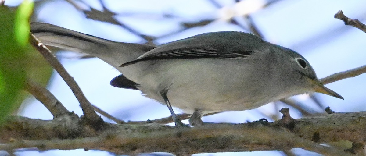 Голубая комароловка - ML645871297