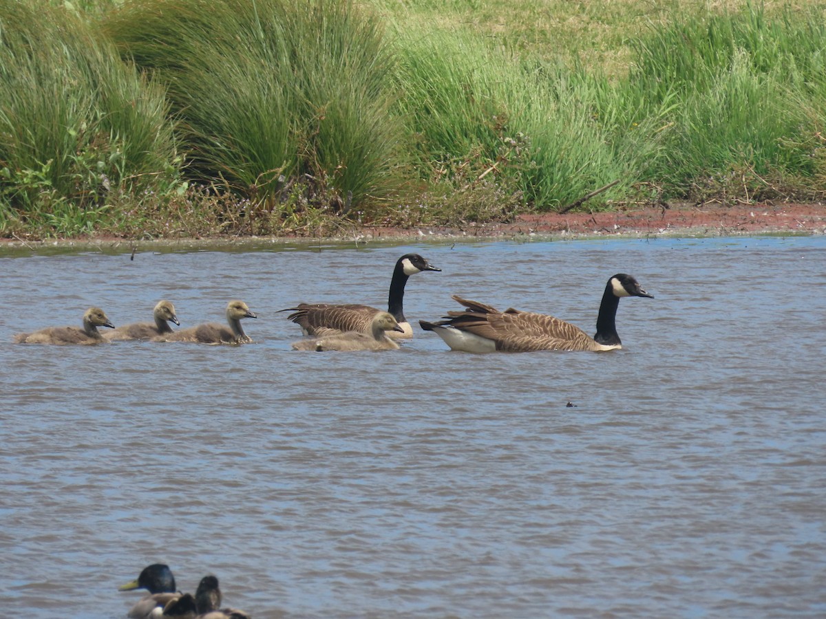 Canada Goose - ML645871302