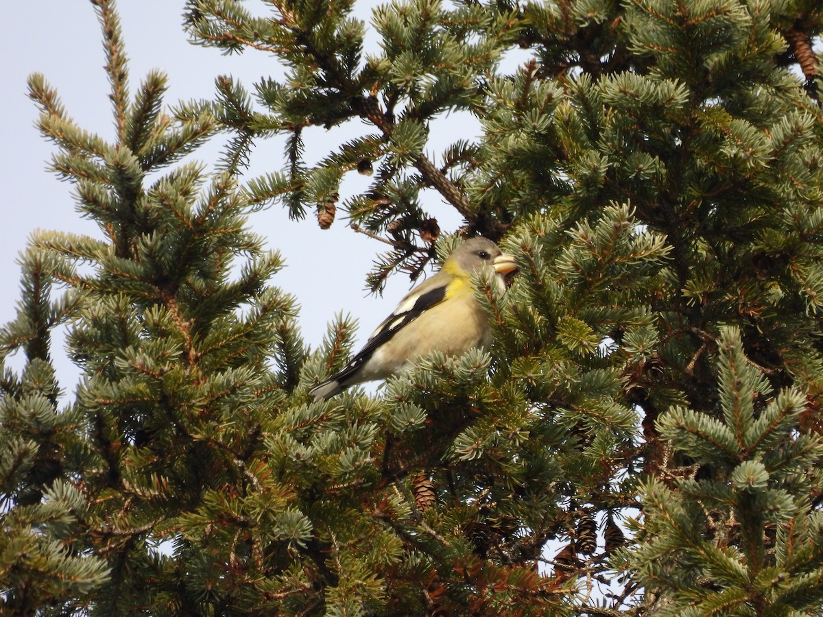 Evening Grosbeak - ML645871305