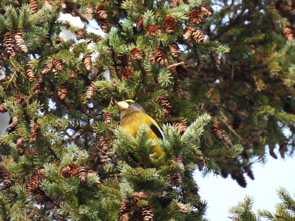 Evening Grosbeak - ML645871306