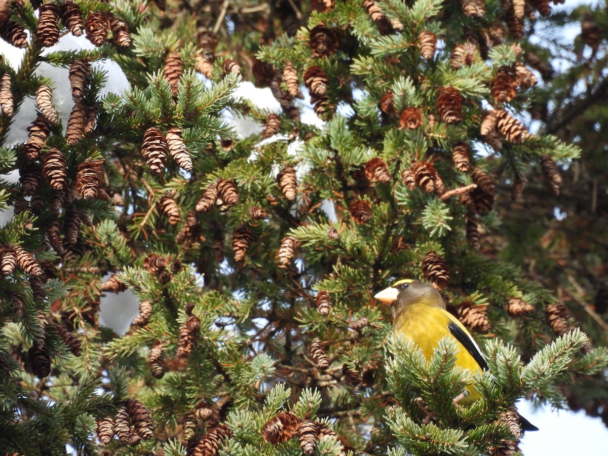 Evening Grosbeak - ML645871307