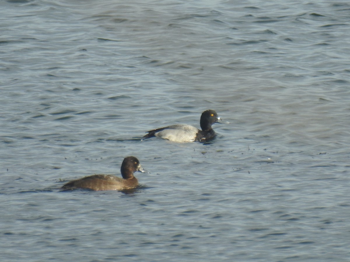 コスズガモ - ML645871310