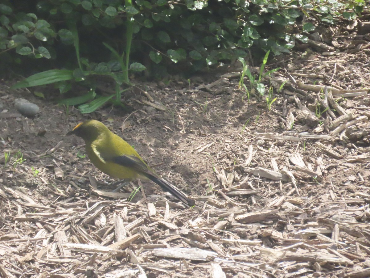 New Zealand Bellbird - ML645871324