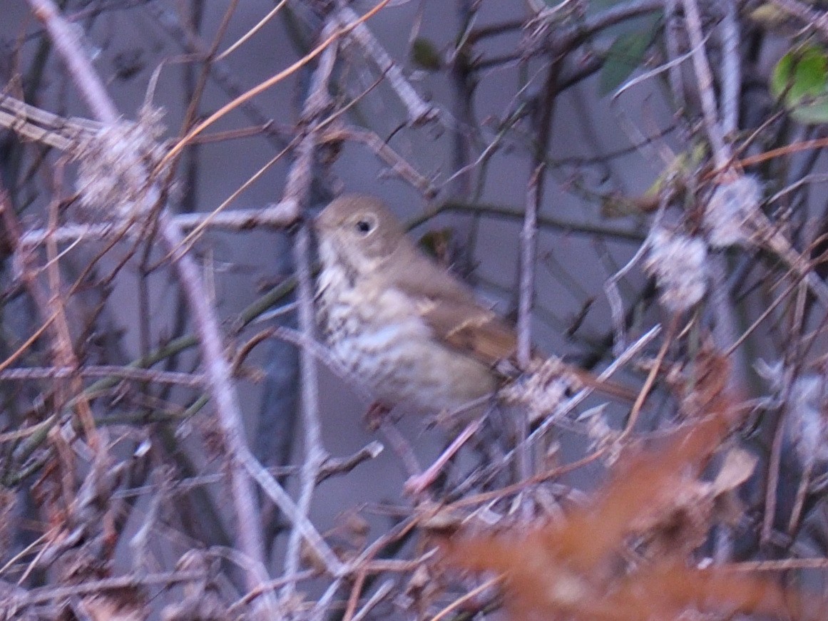 Hermit Thrush - ML645871329