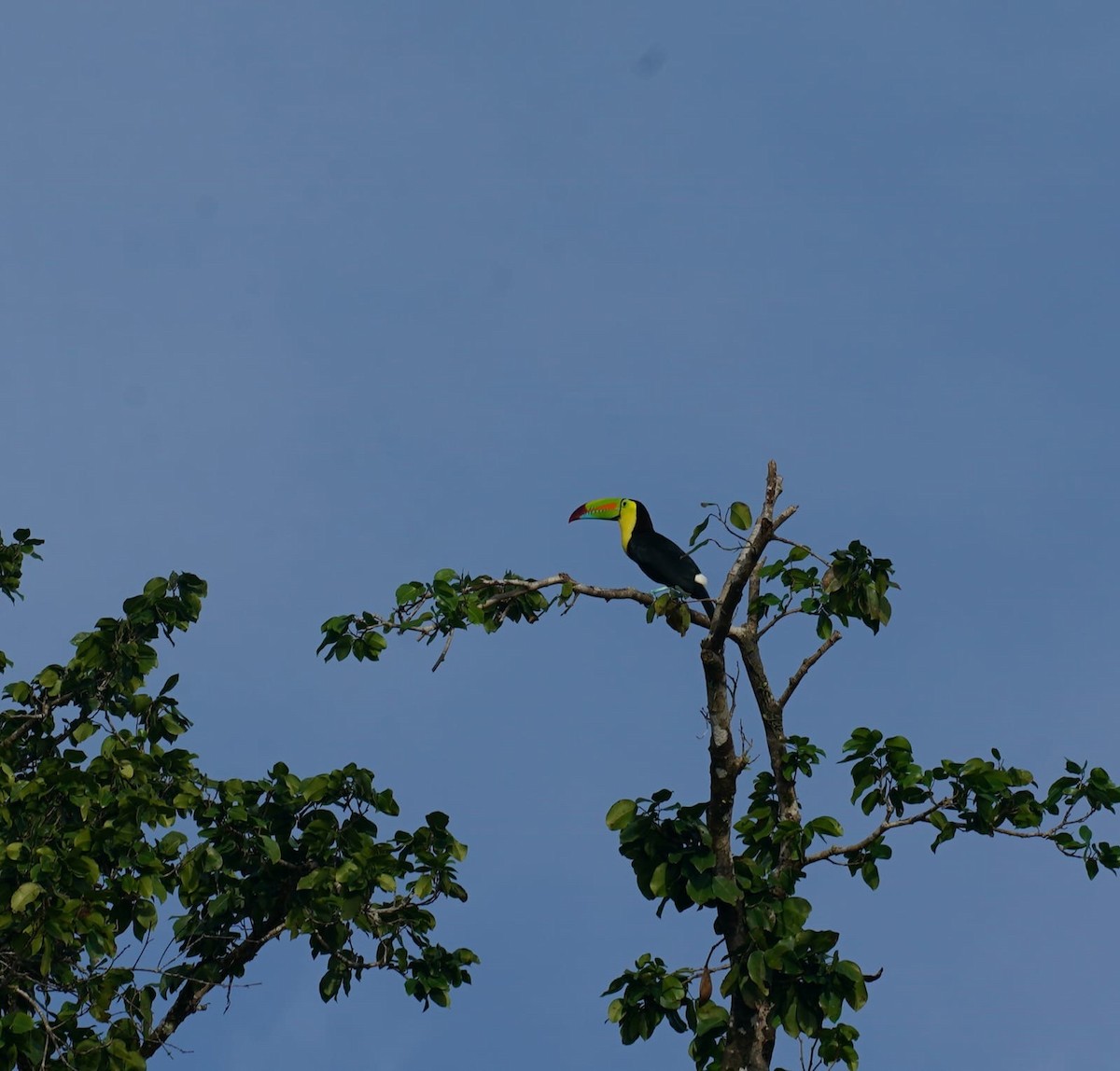 Радужный тукан - ML645871332