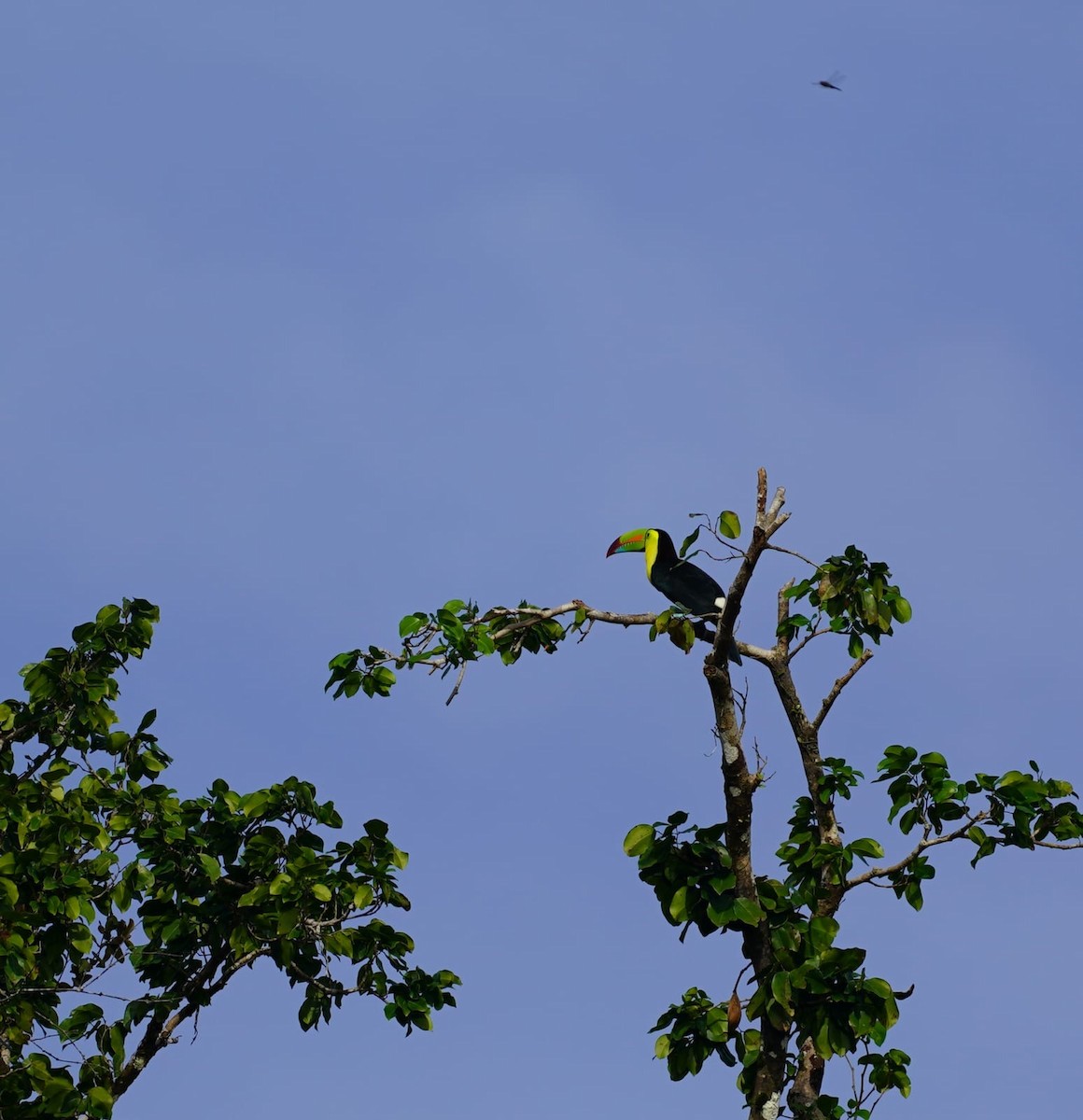 Радужный тукан - ML645871333