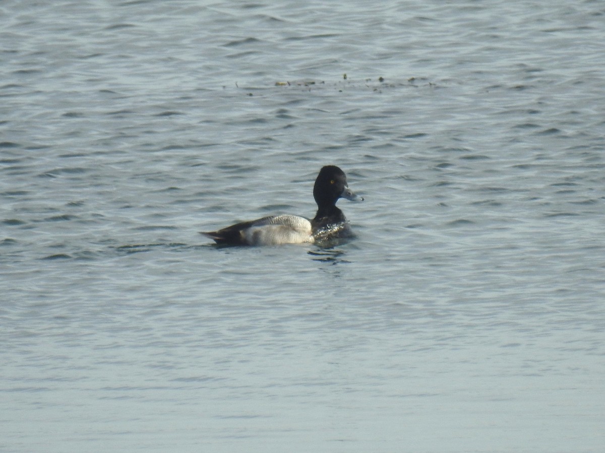 コスズガモ - ML645871336