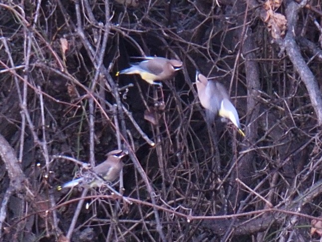 ヒメレンジャク - ML645871337