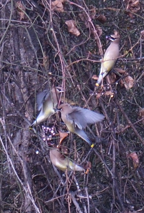 ヒメレンジャク - ML645871338