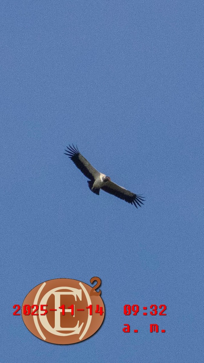 King Vulture - ML645871341