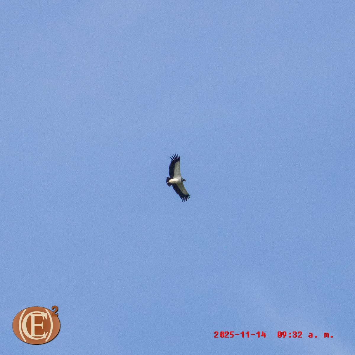 King Vulture - ML645871342