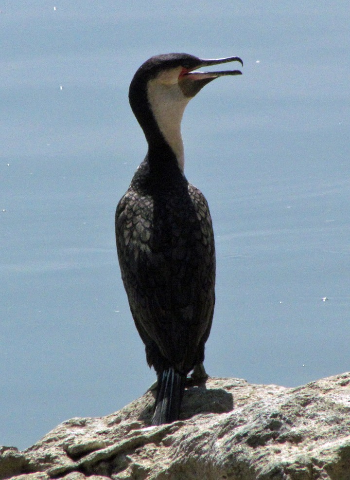 Great Cormorant - ML645871347