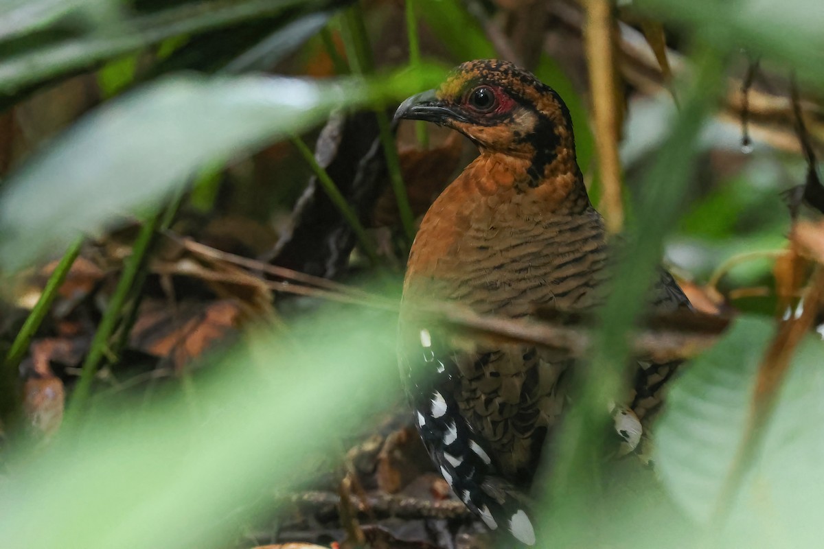 Red-breasted Partridge - ML645871354