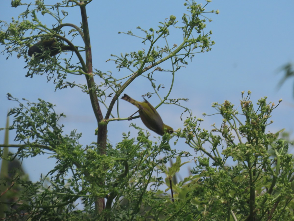 Silvereye - ML645871355