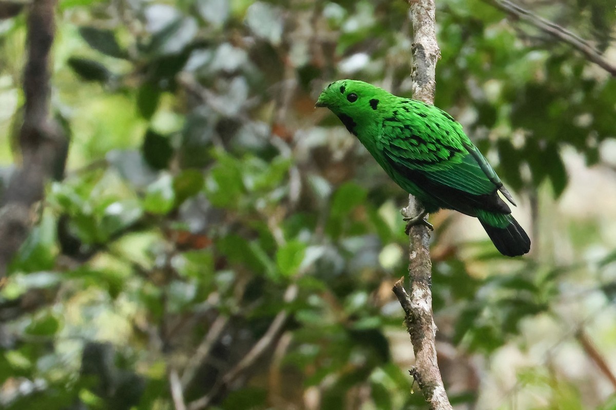 Whitehead's Broadbill - ML645871367
