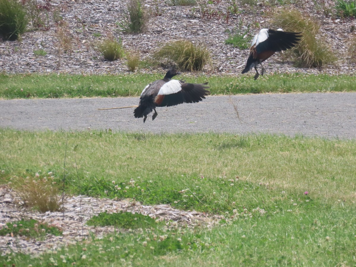 Paradise Shelduck - ML645871370
