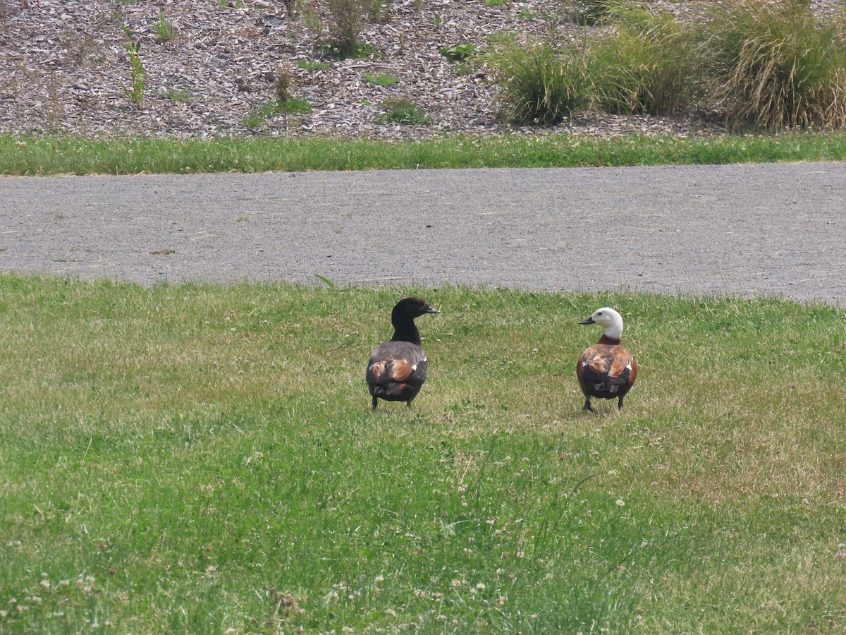 Paradise Shelduck - ML645871371
