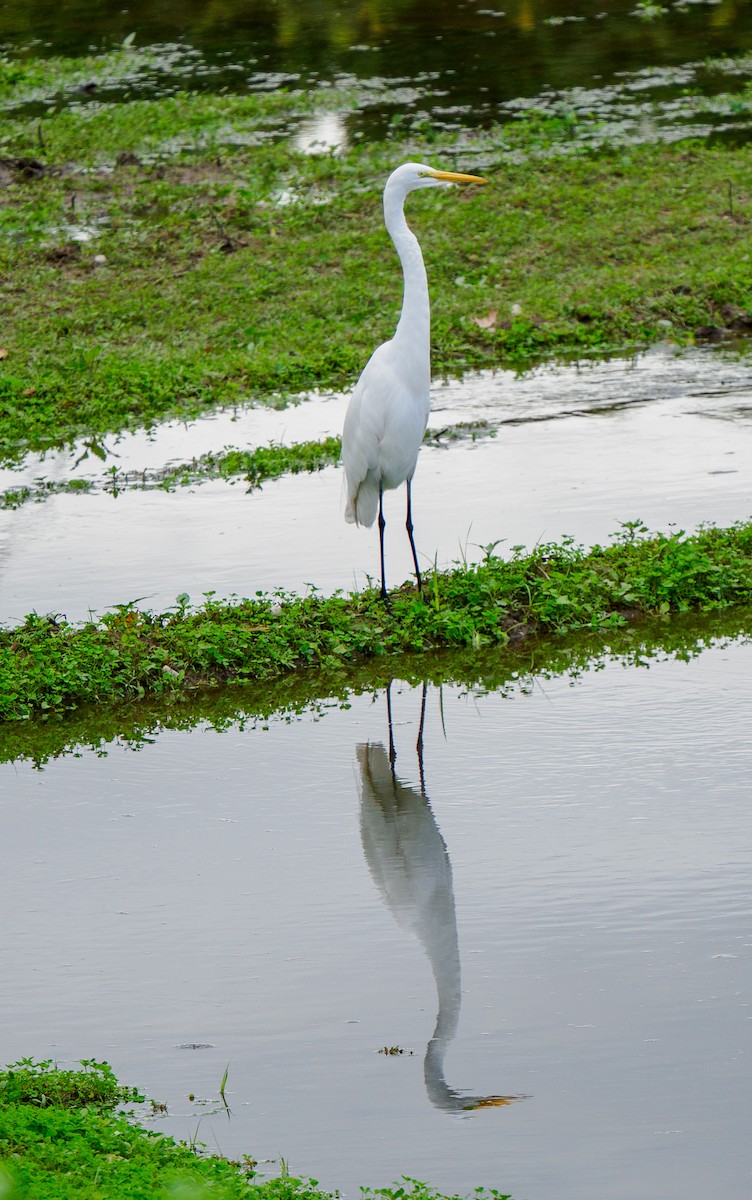 Silberreiher - ML645871372