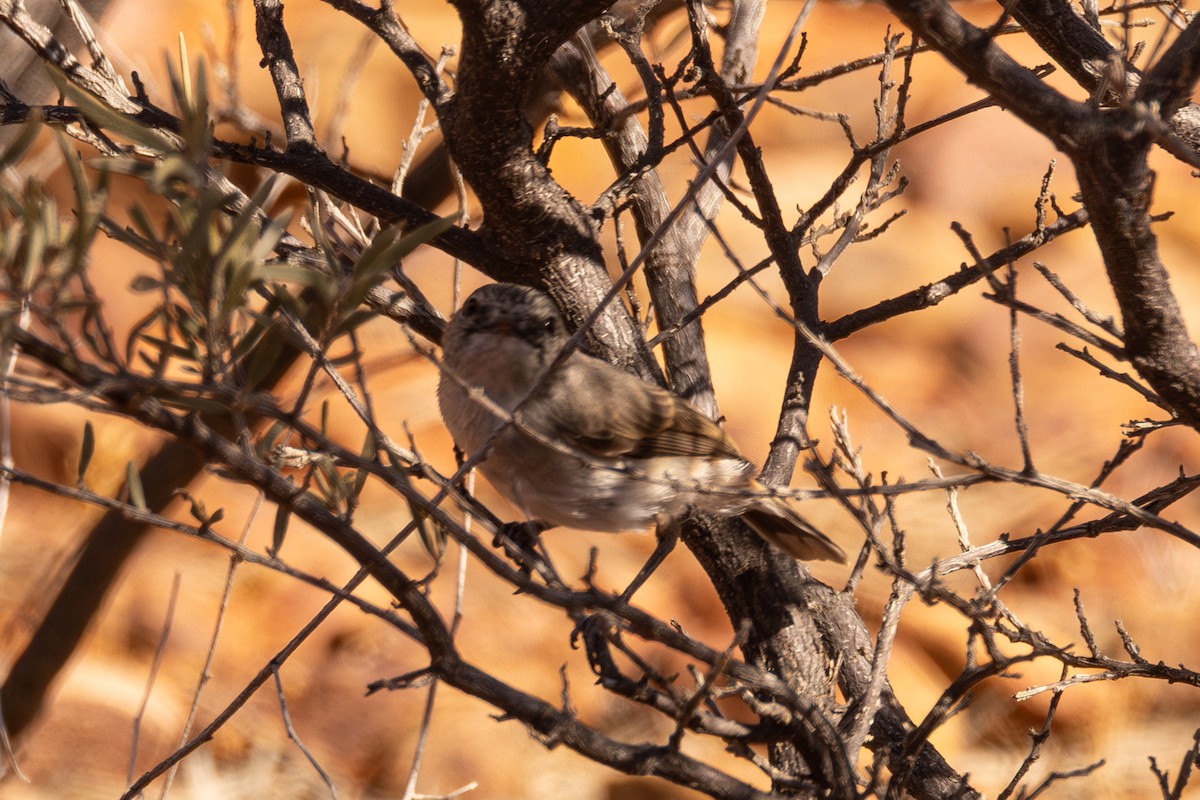 Slaty-backed Thornbill - ML645871374