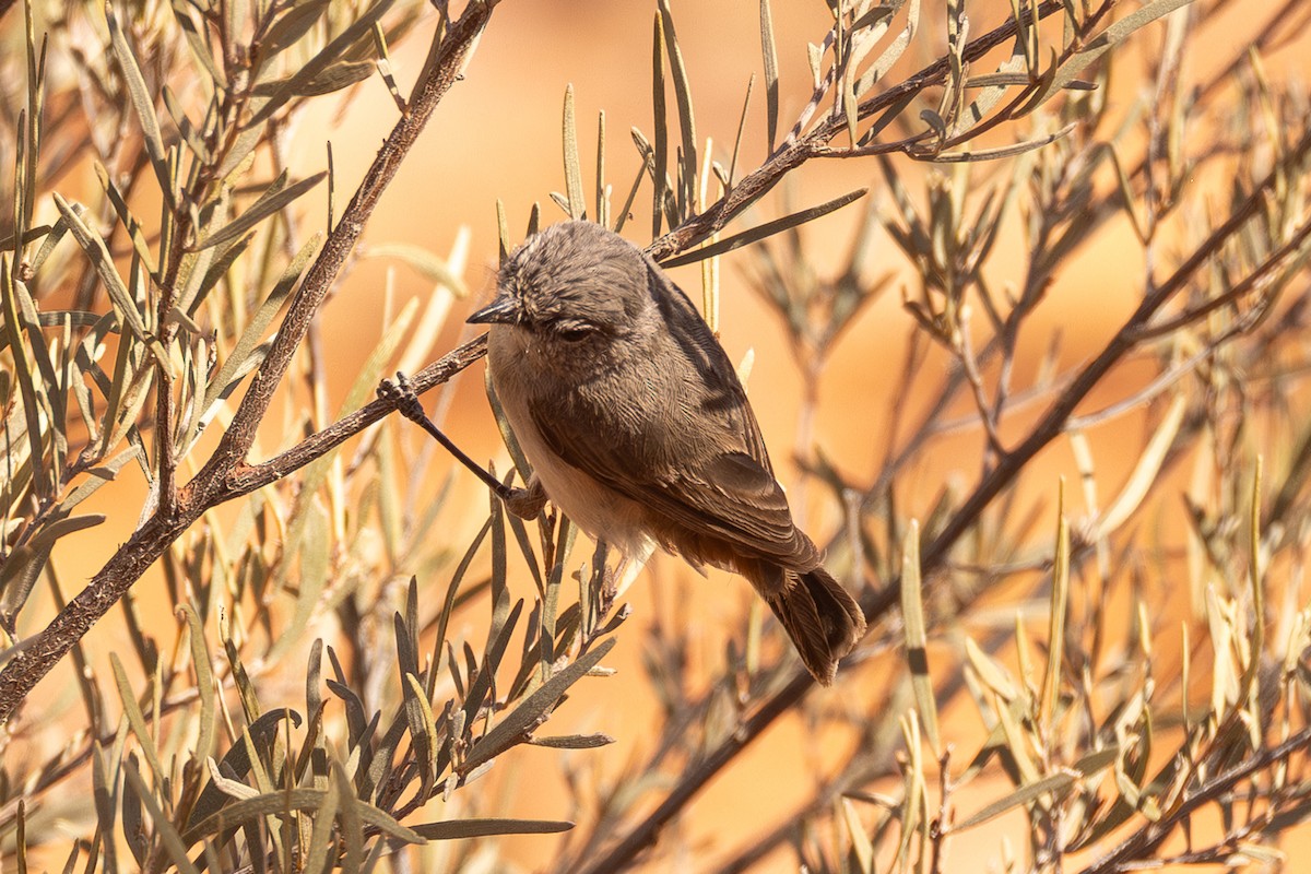 Slaty-backed Thornbill - ML645871375