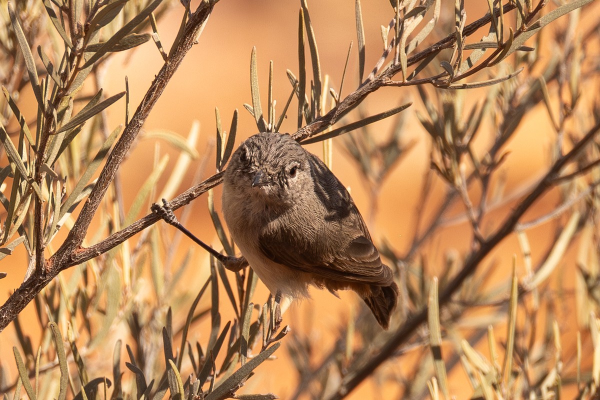 Slaty-backed Thornbill - ML645871376