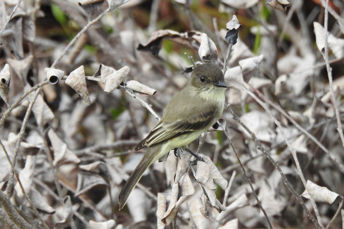 Eastern Phoebe - ML645871402