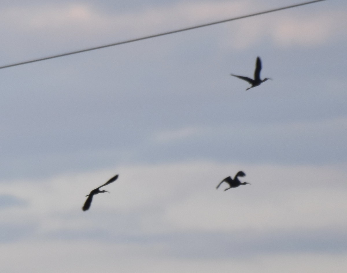 White-faced Ibis - ML645871403