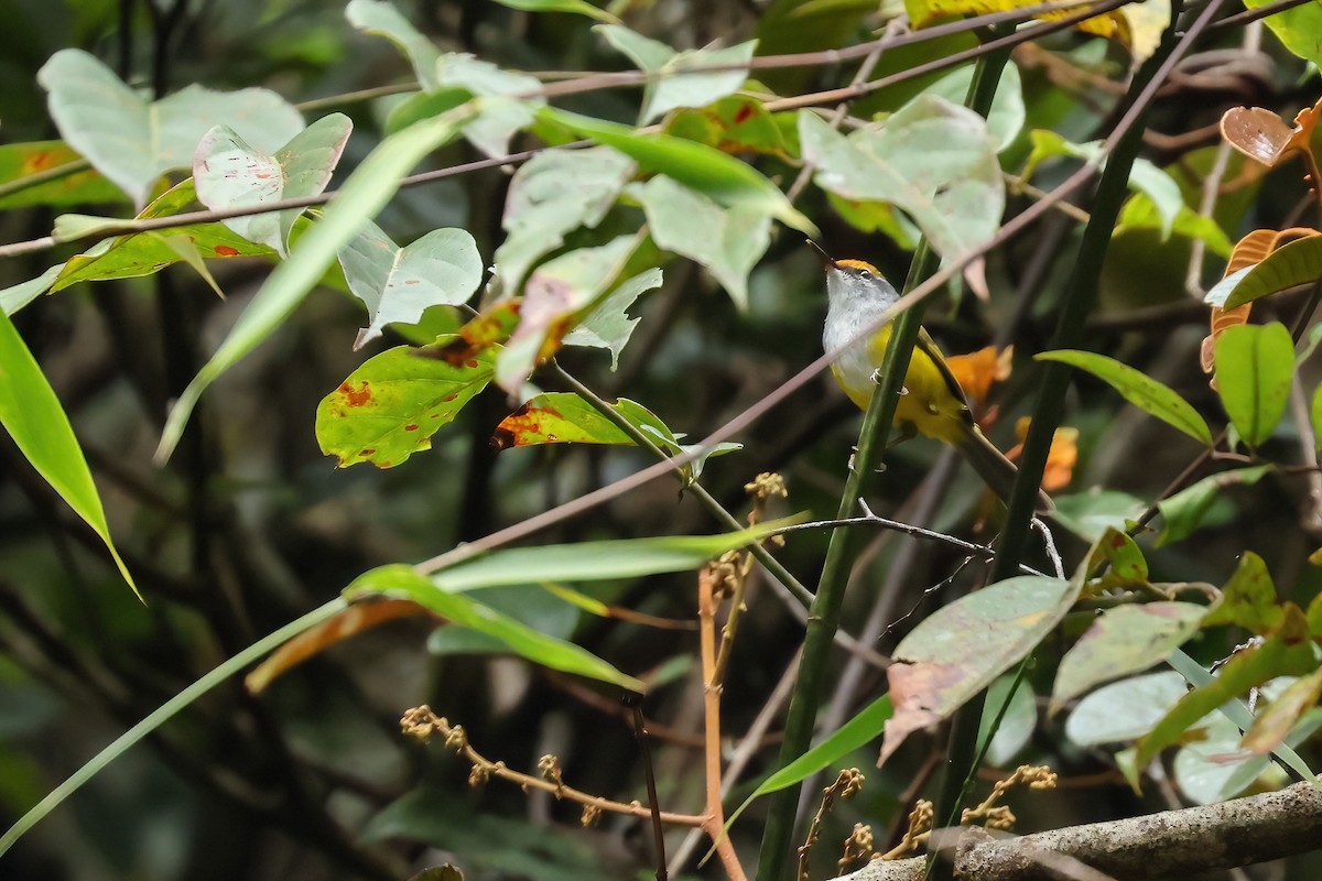 Mountain Tailorbird - ML645871407