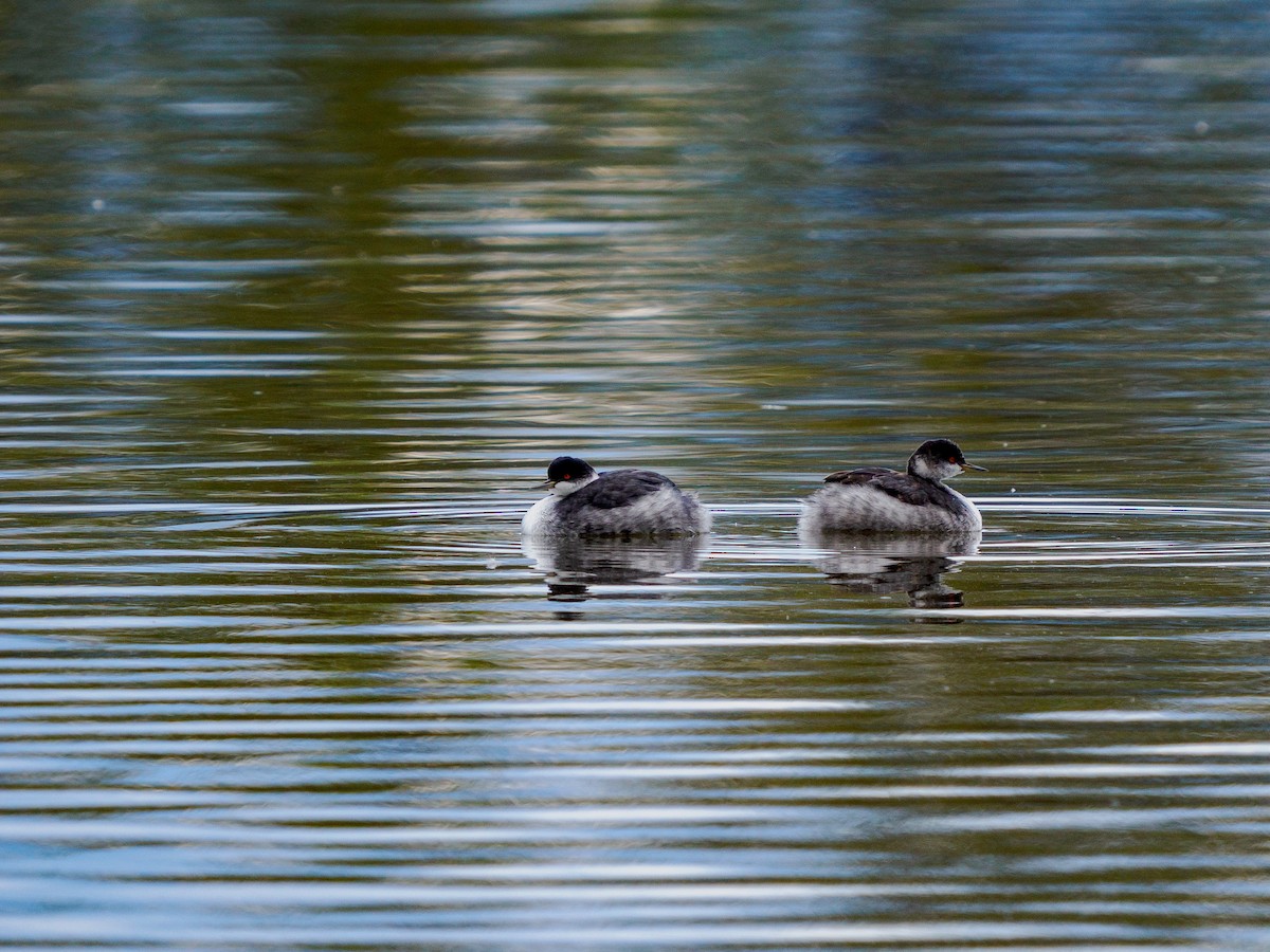 Grèbe à cou noir - ML645871424