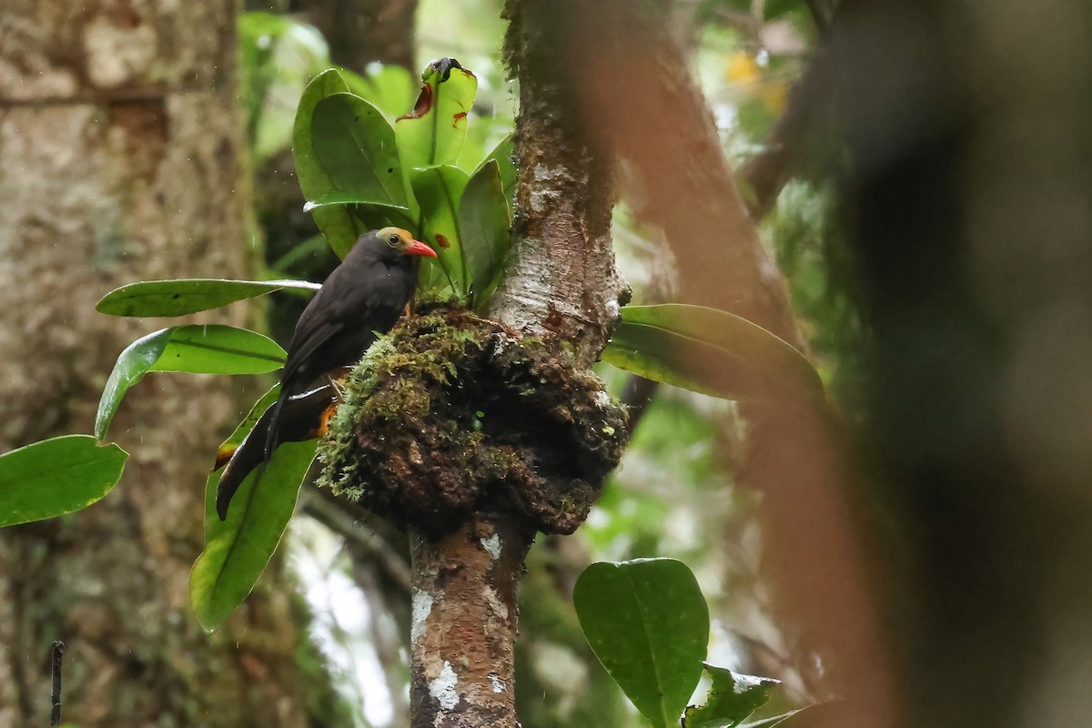 Bare-headed Laughingthrush - ML645871425