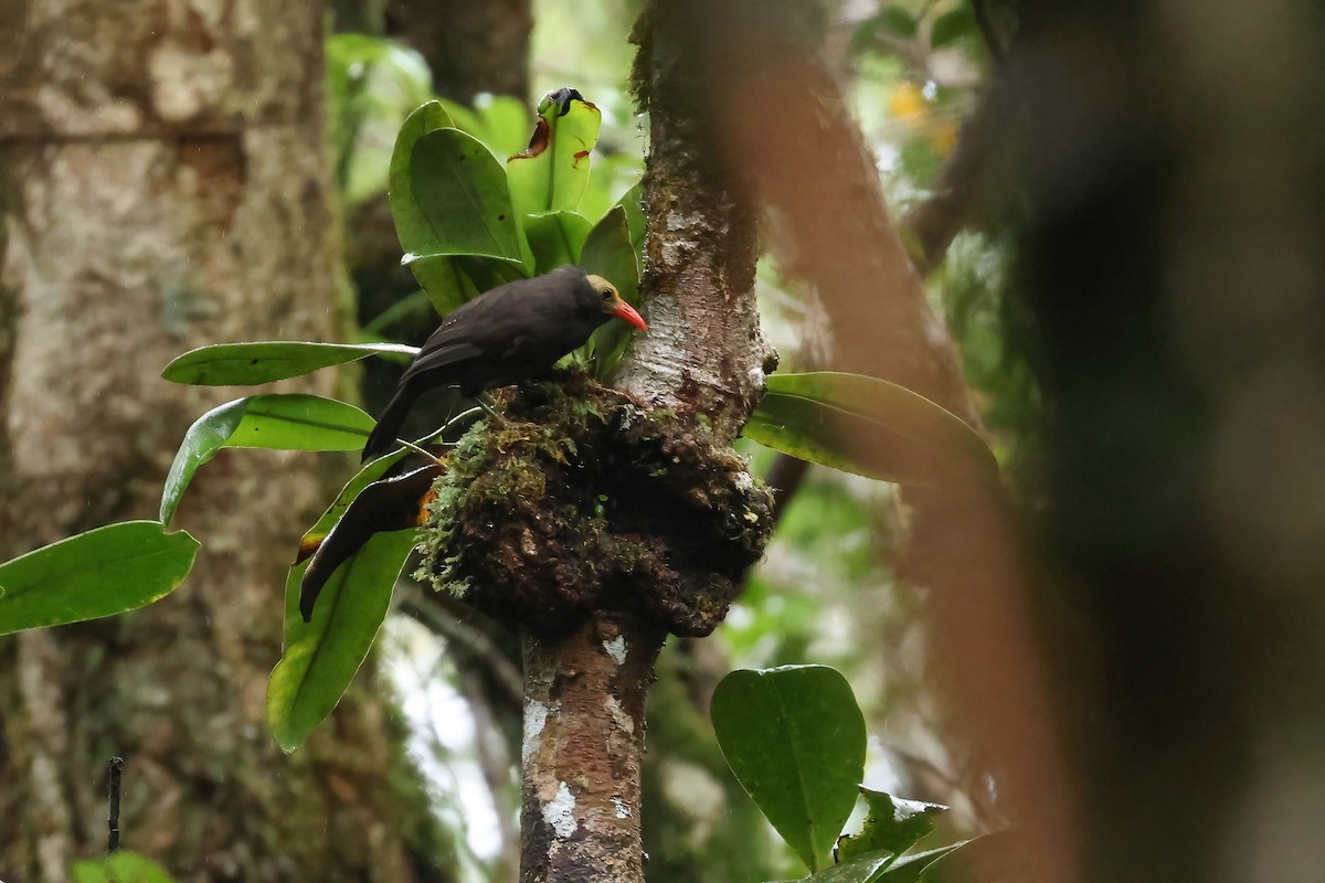 Bare-headed Laughingthrush - ML645871426