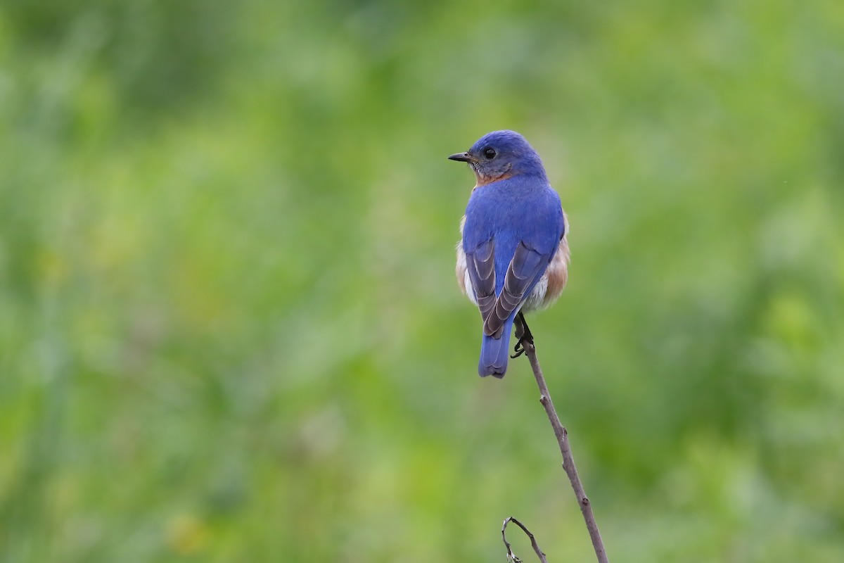 ルリツグミ - ML645871434