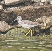 Greater Yellowlegs - ML645871446