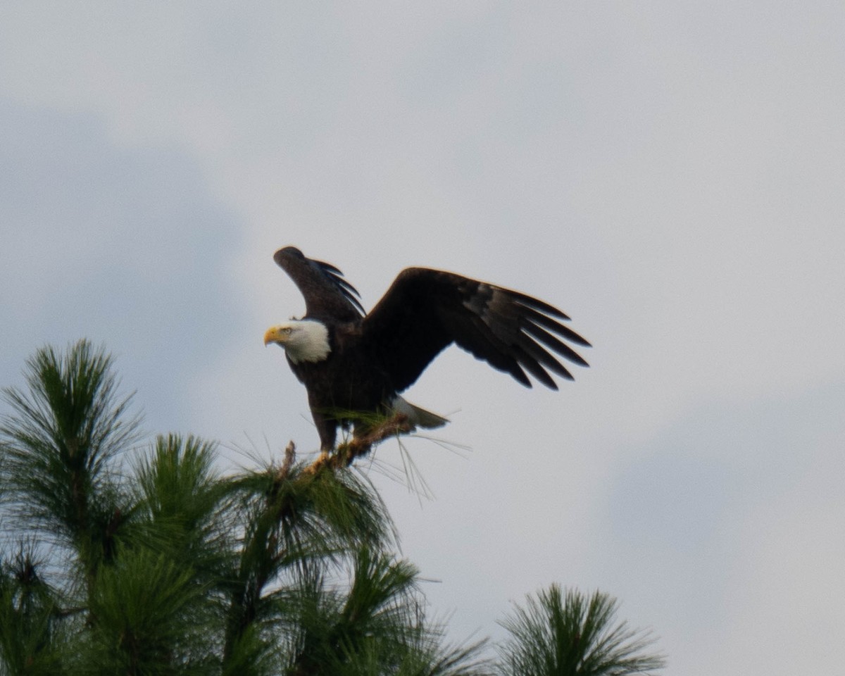 Bald Eagle - ML645871449