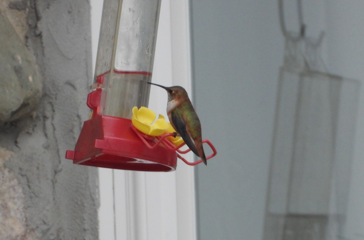 Rufous Hummingbird - ML645871461