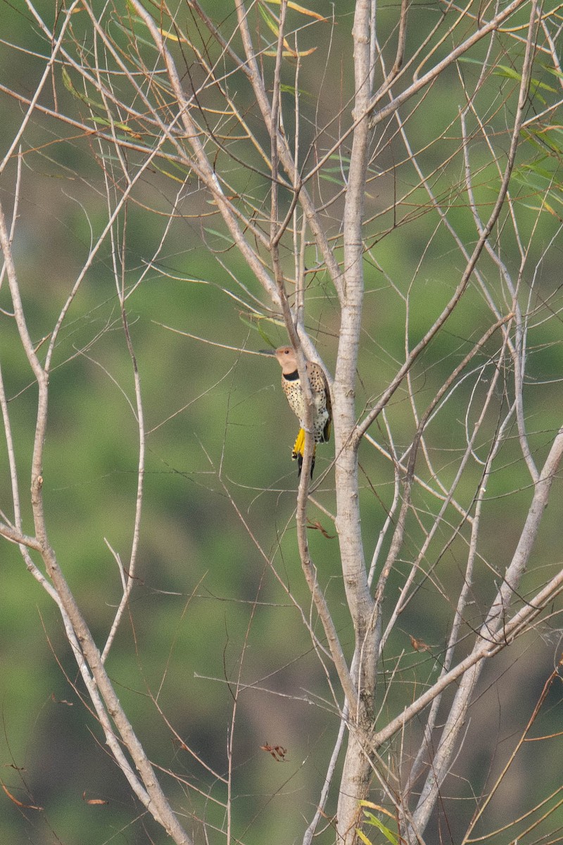 Northern Flicker - ML645871472
