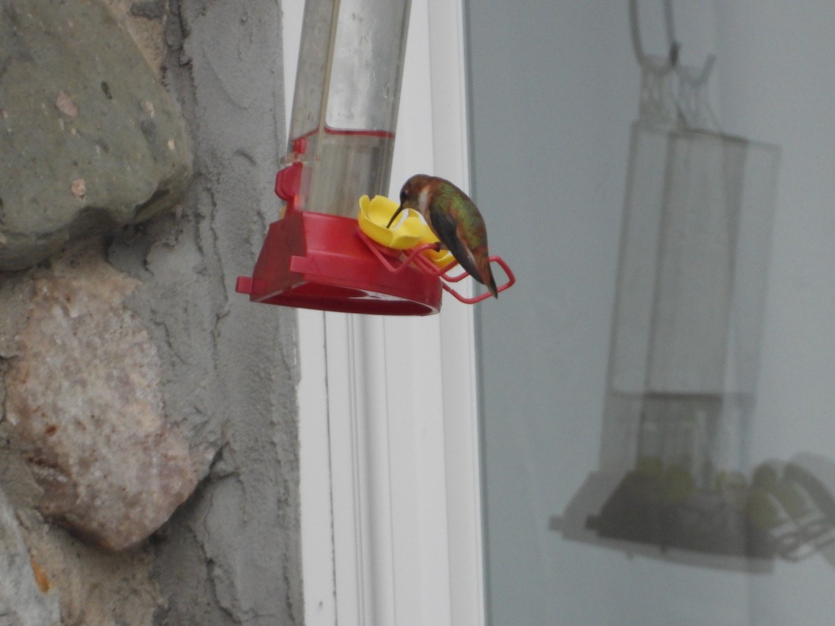 Rufous Hummingbird - ML645871473