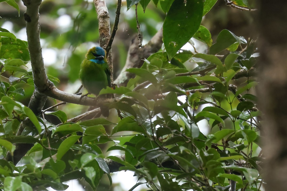 Golden-naped Barbet - ML645871478
