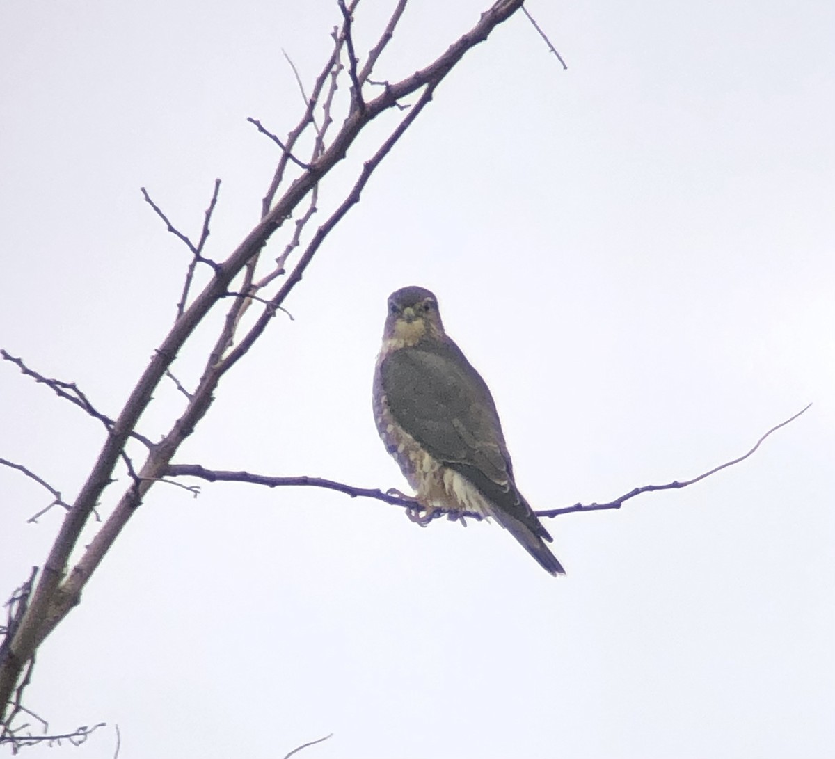 Merlin (Taiga) - ML645871482