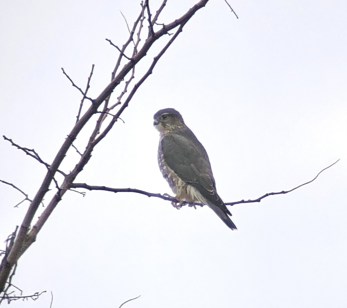 Merlin (Taiga) - ML645871483