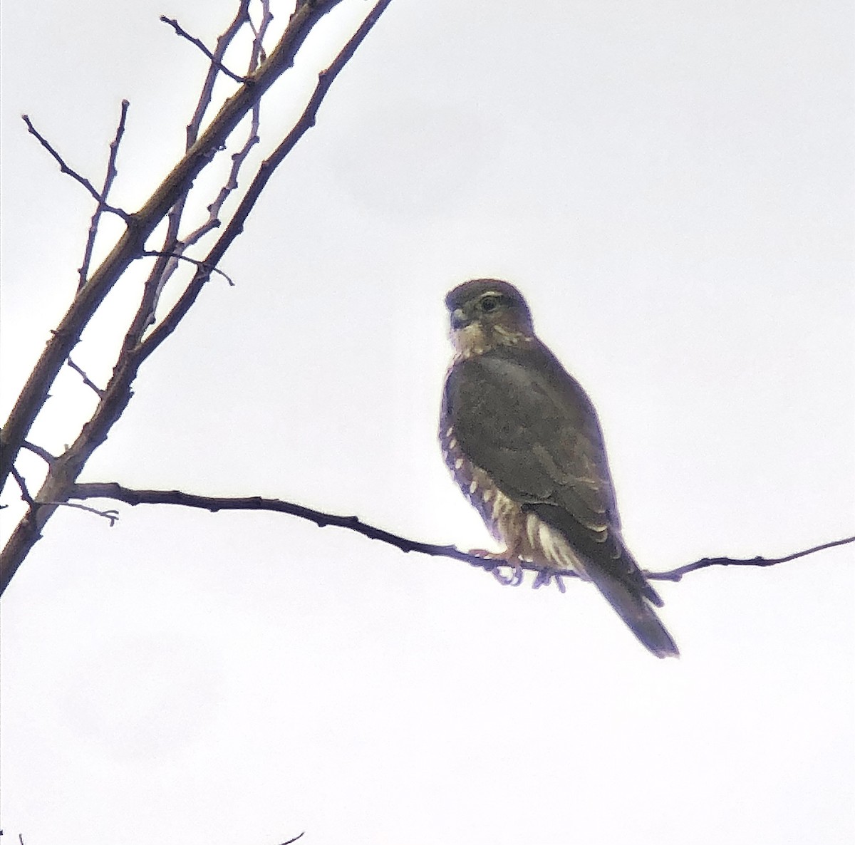 Merlin (Taiga) - ML645871484