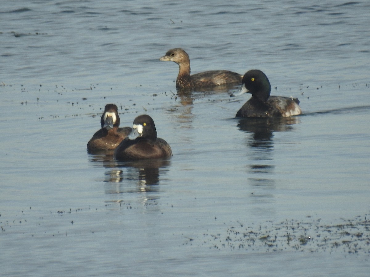 スズガモ - ML645871487