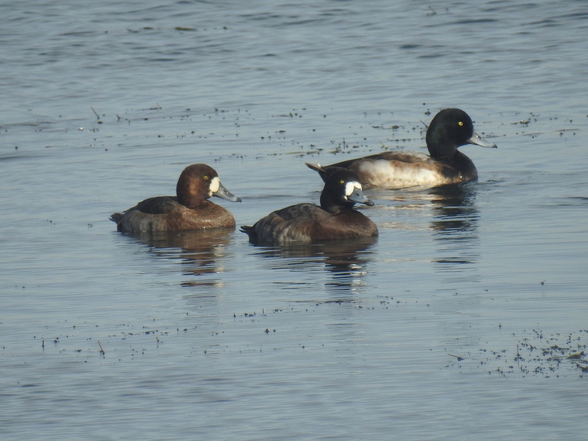 スズガモ - ML645871488