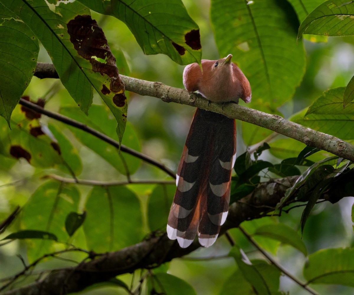 Common Squirrel-Cuckoo - ML645871489