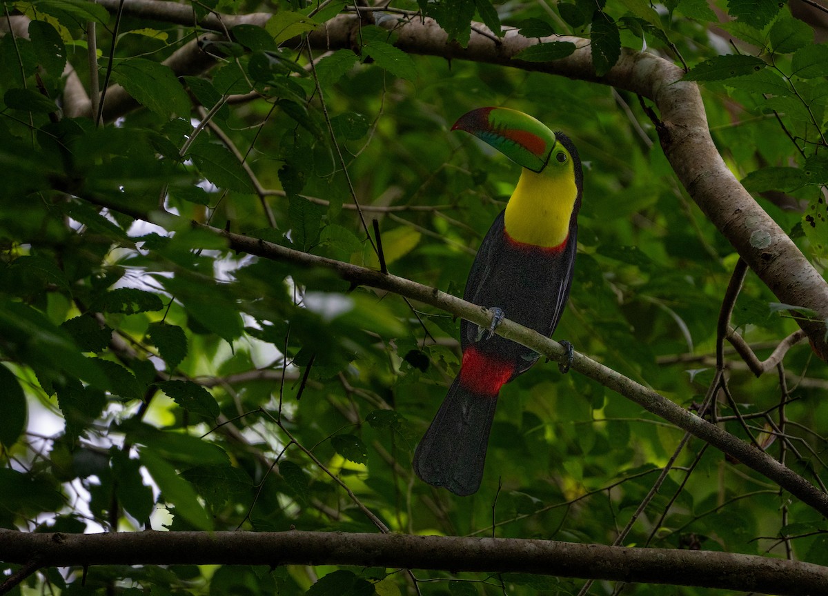 サンショクキムネオオハシ - ML645871494